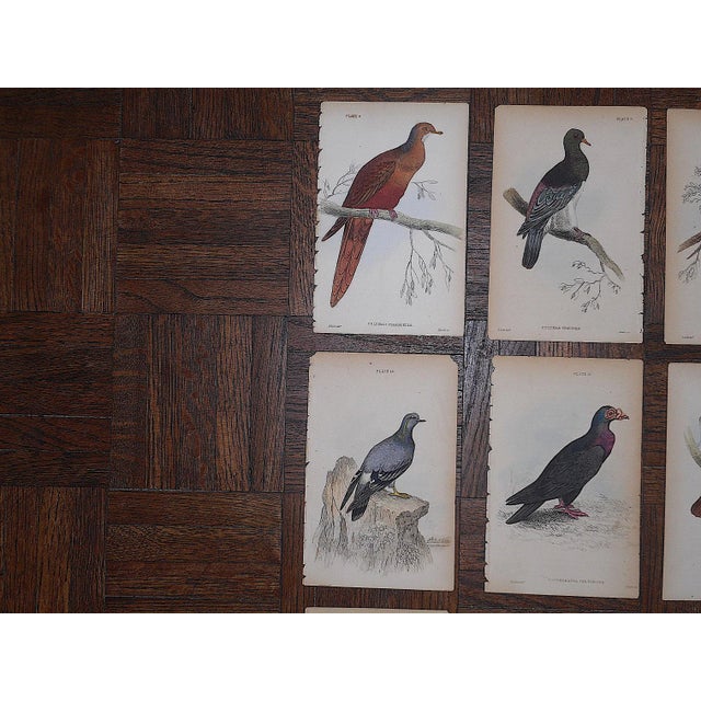 This set of twelve (12) authentic antique mid 19th century engravings depict several types of exotic pigeons.. Printed in...