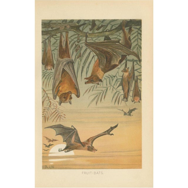 After Wilhelm Kuhnert, Fruit Bats Nocturnal Mammals, 1894, Paper For Sale - Image 9 of 9