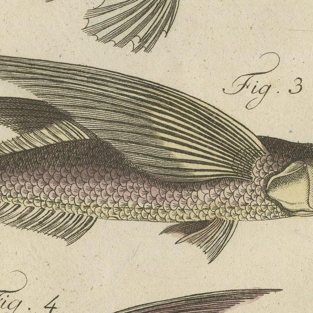 Bertuch, Flying Fish with a Flying Gurnard, 1805, Print For Sale - Image 4 of 12