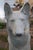 Large Pair of Pharaoh/Ibizan Hound Garden Statues by Pennoyer Newman For Sale - Image 13 of 16