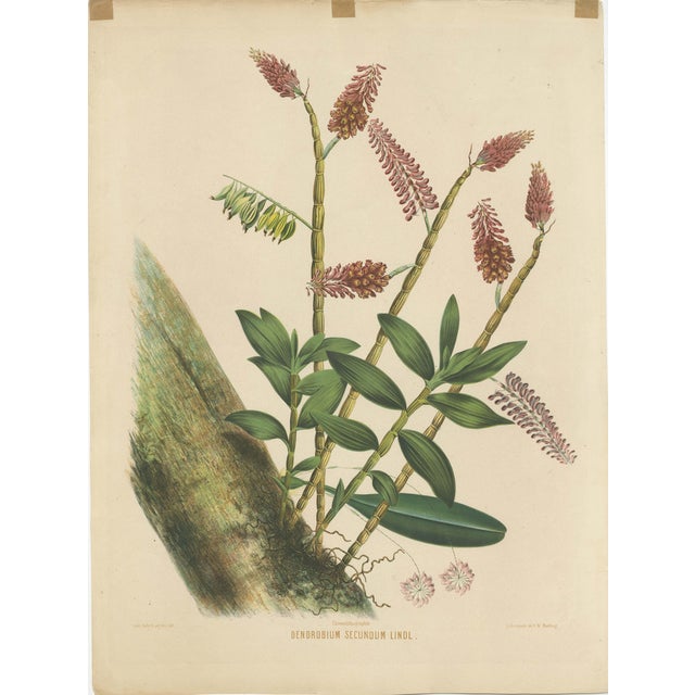 Orchid, Dutch East Indies, 1854, Print For Sale