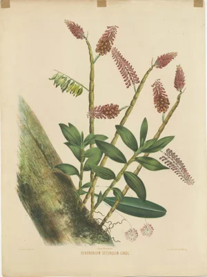 Orchid, Dutch East Indies, 1854, Print