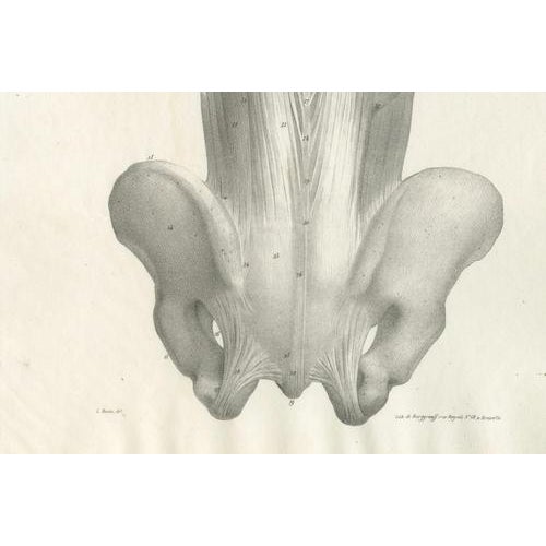 Paper Jules Cloquet, French Anatomical Lithographs of the Spine and Pelvis, 1821, Lithograph, Set of 3 For Sale - Image 7 of 10