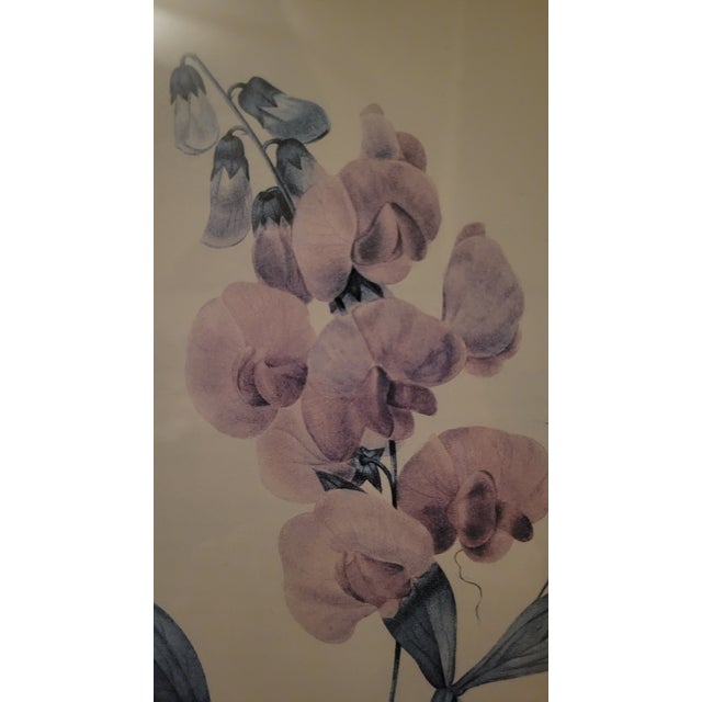 After Pier Joseph Redoute Pair of Framed Botanic Rose Prints For Sale In Dallas - Image 6 of 12