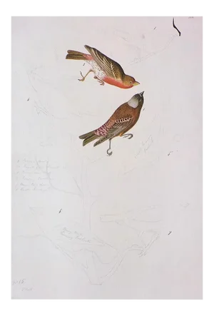 1966 Vintage Cottage Print "Bunting, Finch, Cowbird, Grosbeak & Fox Sparrow" After John James Audubon