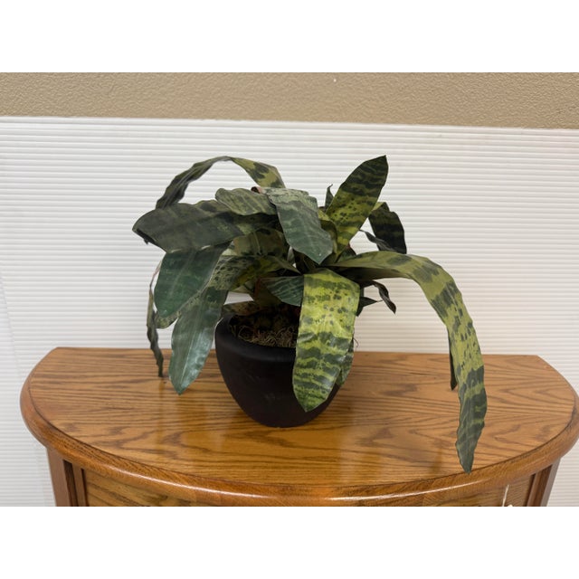Artificial Vriesea Hieroglyphica Plant + Vase For Sale - Image 4 of 12