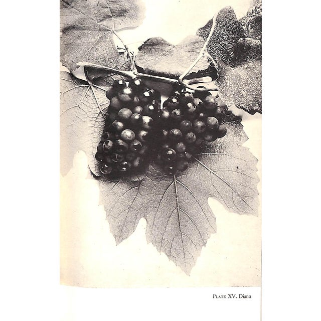 "Grapes and Vines: From Home Vineyards" 1945 Hedrick, U. P. For Sale - Image 4 of 9