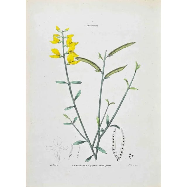 Lithograph hand watercolored. Plate from "Atlante di Botanica popolare ossia Illustrazione di Piante Notevoli di ogni...