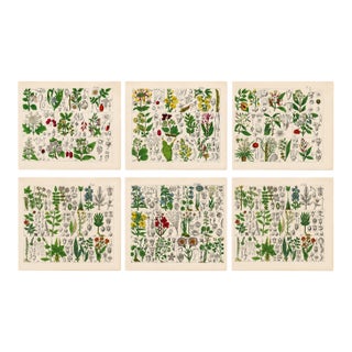 Rare 1876 German Hand-Colored Botanical Plates From Büchner’s Pflanzen-Atlas — Set of 6 For Sale