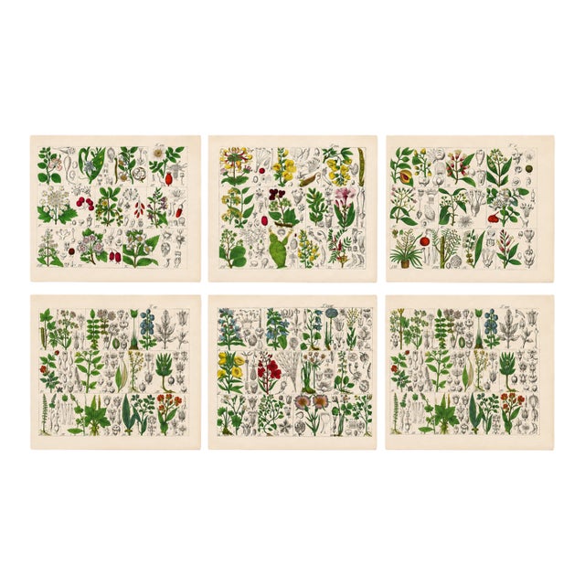 Rare 1876 German Hand-Colored Botanical Plates From Büchner’s Pflanzen-Atlas — Set of 6 For Sale