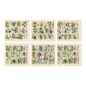 Rare 1876 German Hand-Colored Botanical Plates From Büchner’s Pflanzen-Atlas — Set of 6