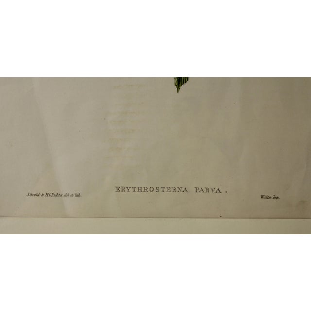 Mid 19th Century John Gould (1804-1881), Erythrosterna Parva, Hand Colored Lithograph, 1862-1873 For Sale - Image 5 of 10