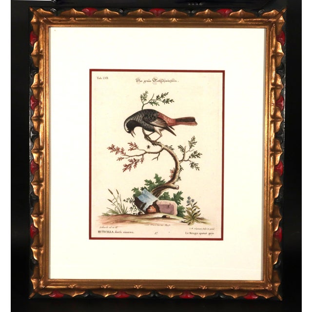 Sculpture Materials Johann Seligmann Set of Six Engravings of Water Birds For Sale - Image 7 of 10