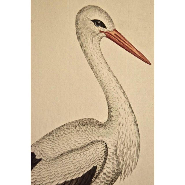 Realism "White Stork "Storch Ciconia": An 18th Century Hand-Colored Frisch Engraving, 1733 For Sale - Image 3 of 4