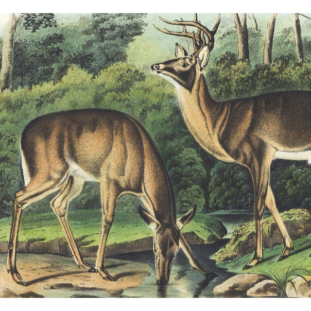 Original first edition Audubon stone lithograph from "The Viviparous Quadrupeds of North America", octavo edition, printed...