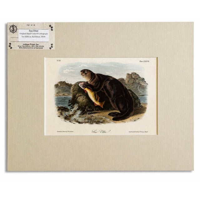 Traditional Sea Otter Original Lithograph by John James Audubon, 1849 (1st Edition) For Sale - Image 3 of 4