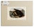 Traditional Sea Otter Original Lithograph by John James Audubon, 1849 (1st Edition) For Sale - Image 3 of 4