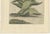 Caspar Commelin, Praeludia Botanica: Caulescent African Aloe, 1703, Print For Sale - Image 4 of 8