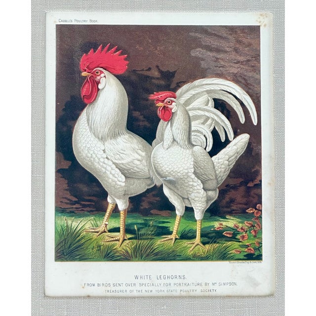 White Leghorn Chicken & Black Polish, Framed Pair by Cassell, 1890 For Sale - Image 4 of 8