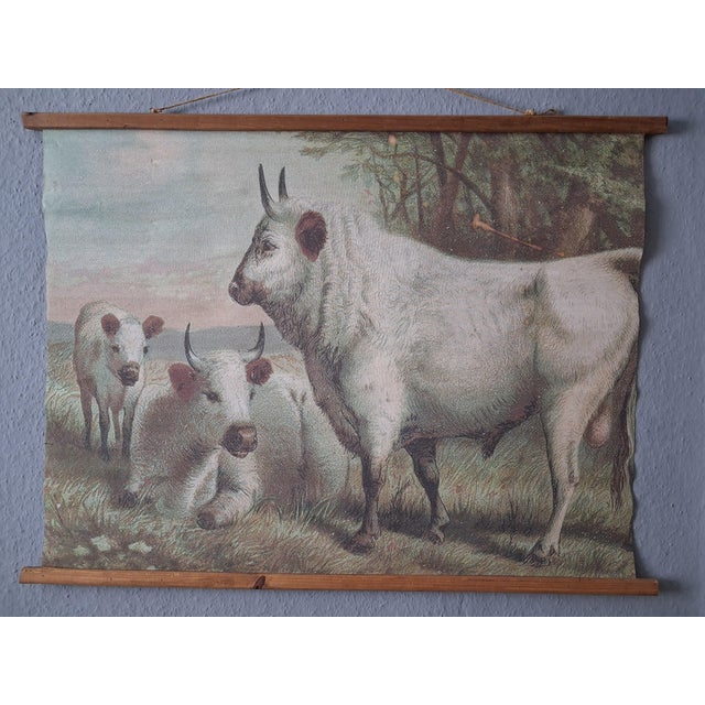1940s Chillingham Cattle Family Chart For Sale - Image 5 of 5