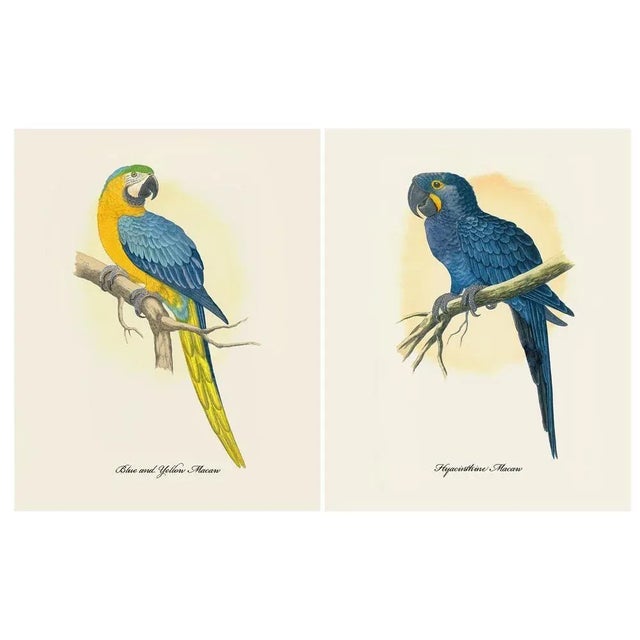 After 1884 Alexander Francis Lydon, Parrot Reproduction - Set of 12 ...