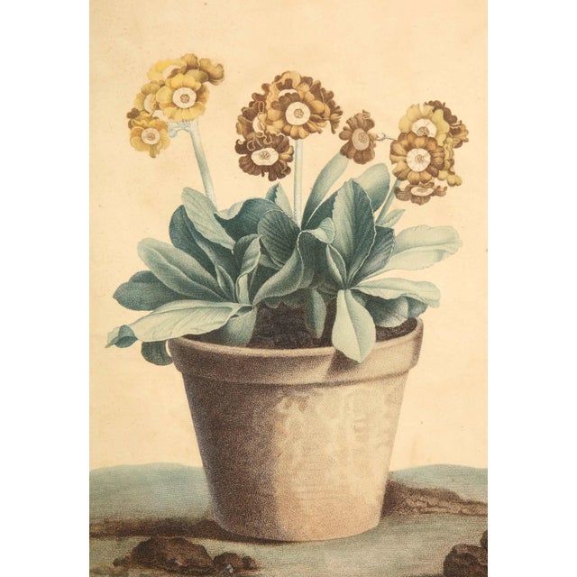 Stipple engraving, printed in colors and finished by hand In a highly worn stained pine frame. The hand-coloring for this...