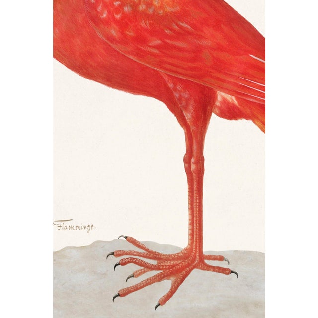 Scarlet Ibis With an Egg by Maria Sibylla Merian, Vintage Art Print Reproduction, 24" × 36" For Sale - Image 4 of 5