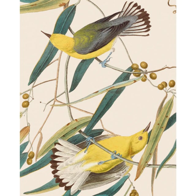 Introducing the Duchess Edition: a refined collection of Audubon Bird Giclée reproductions that elevate the timeless...
