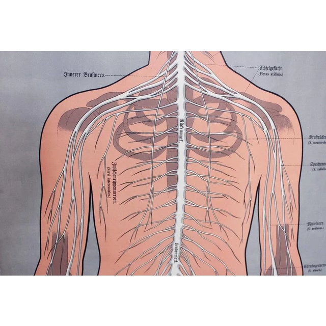 Antique Illustration Anatomy Poster For Sale - Image 3 of 11