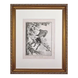 18th Century Original French Monkey Engraving by Buffon 1789