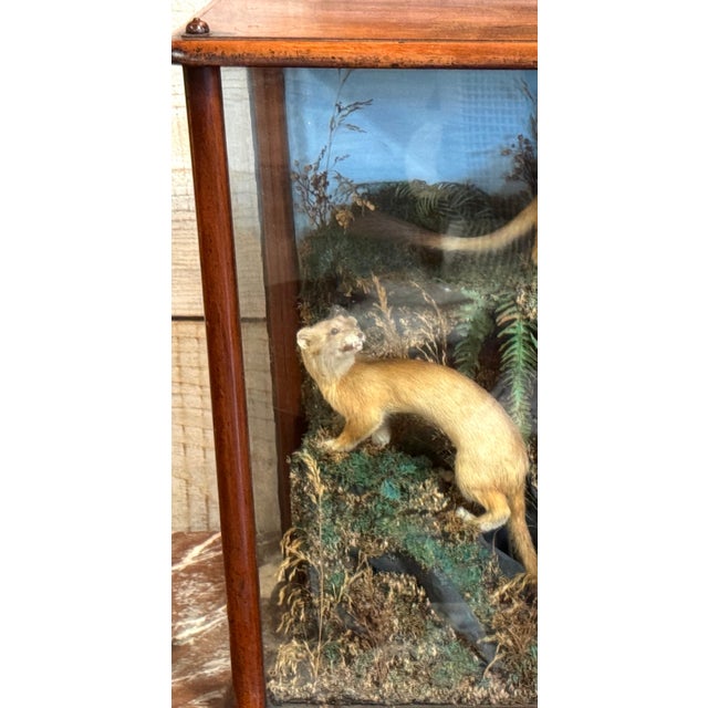 Victorian Taxidermy Diorama of Five Weasels in Diorama Case, circa 1880 For Sale - Image 6 of 18