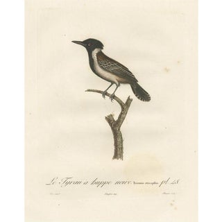 Louis Jean Pierre Vieillot, Eastern Kingbird Illustration, The Black-Crested Flycatcher, Handcolored Print For Sale