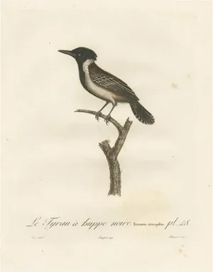 Louis Jean Pierre Vieillot, Eastern Kingbird Illustration, The Black-Crested Flycatcher, Handcolored Print