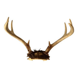 Vintage Deer Antlers Eight Point Buck