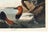 Canvas Backed Duck, Vintage Art Print Reproduction From Birds of America by John James Audubon, 48″ × 32″ For Sale - Image 11 of 11