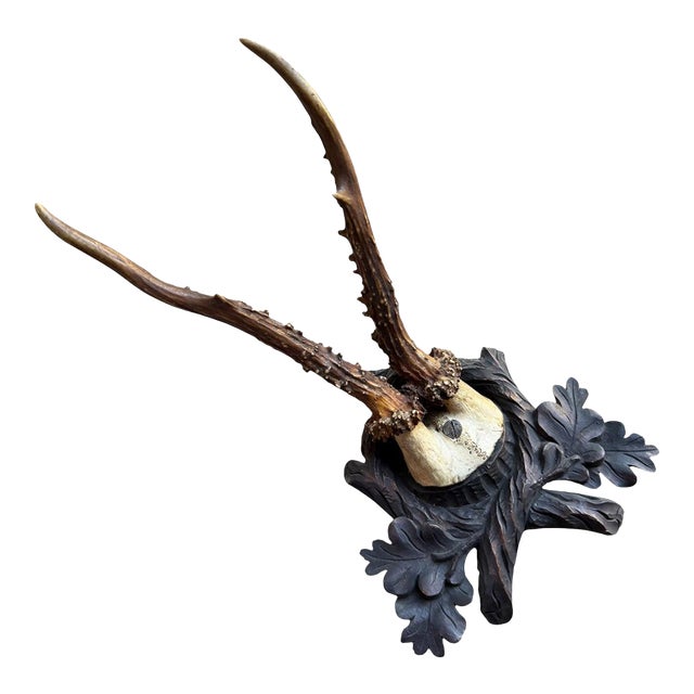 Roe Deer Trophy 162 Black Forest Antlers Mount For Sale