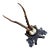 Roe Deer Trophy 162 Black Forest Antlers Mount For Sale