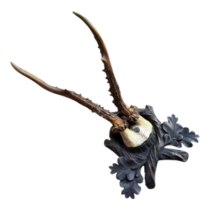 Roe Deer Trophy 162 Black Forest Antlers Mount