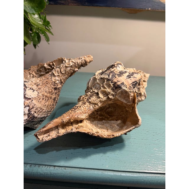 Pair Vintage Natural Horse Conch Seashell Specimen Organic Decor For Sale - Image 13 of 16