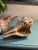 Pair Vintage Natural Horse Conch Seashell Specimen Organic Decor For Sale - Image 13 of 16