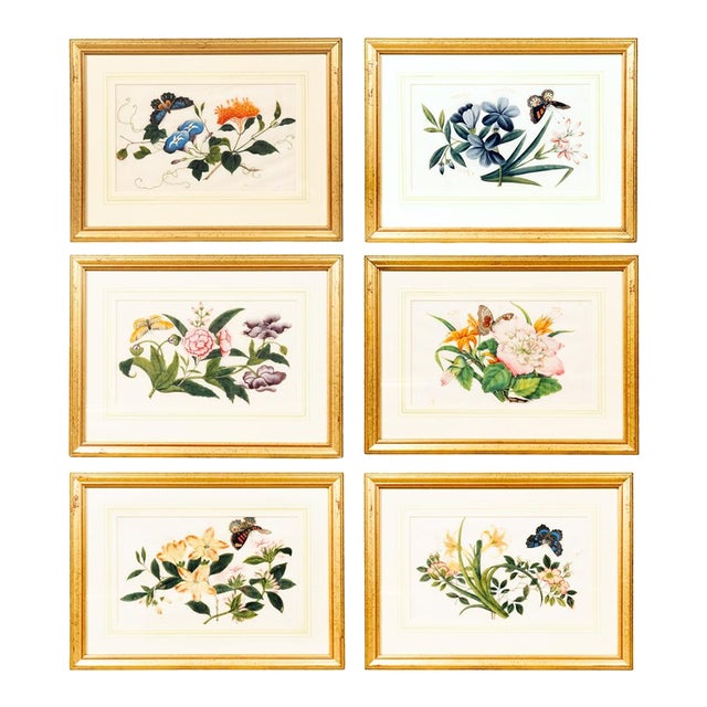 Set of Six Chinese Export Framed Pith Paper Watercolor Botanicals For Sale