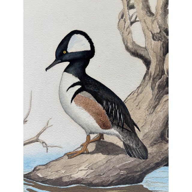 Vintage original, signed watercolor Painting of Male Hooded Merganser by Naturalist Walter J Breckenridge. This lovely...
