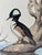 Vintage original, signed watercolor Painting of Male Hooded Merganser by Naturalist Walter J Breckenridge. This lovely...