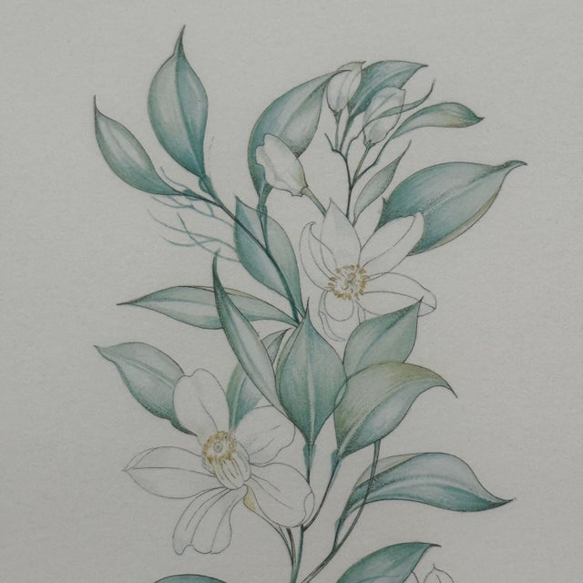 Drawing/Sketching Materials Margot Weemaes 1981 Citrus Botanical Portfolio Print For Sale - Image 7 of 12