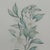 Drawing/Sketching Materials Margot Weemaes 1981 Citrus Botanical Portfolio Print For Sale - Image 7 of 12