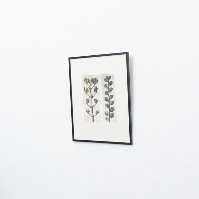 Karl Blossfeldt, Black and White Botanical Image, 1942, Photogravure, Framed For Sale - Image 3 of 17