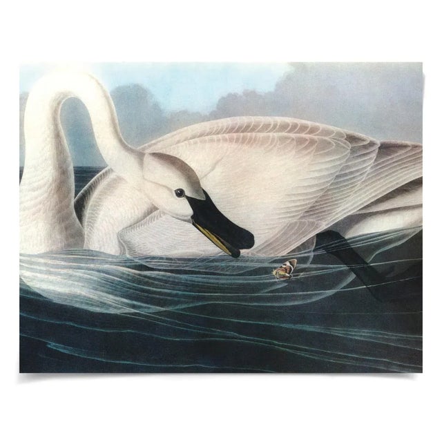 Contemporary Audubon 19, Unframed Artwork For Sale - Image 3 of 3