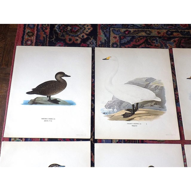 This set of nine (9) late 19th century antique chromolithographs (stone lithographs where each color is laid in with a...