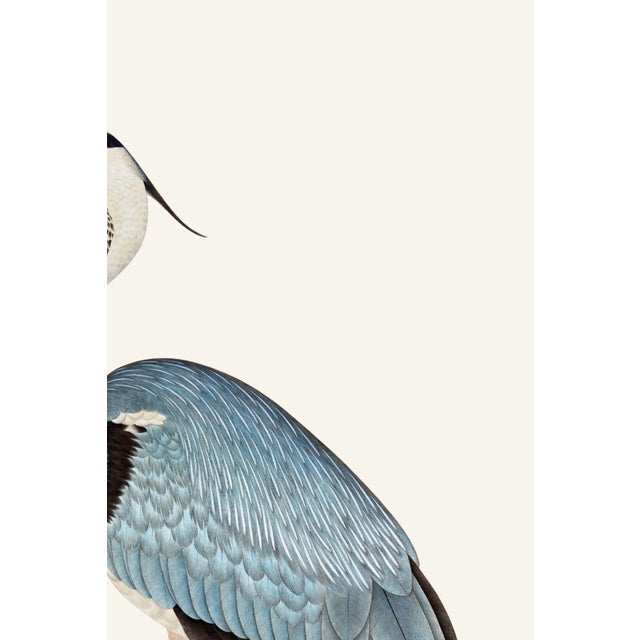 Black Gray Heron, Vintage Bird Art Print Reproduction, 24" X 36" For Sale - Image 8 of 10
