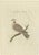 Sepp & Nozeman, Bird Illustration of the Barbary Dove, 1829, Print For Sale